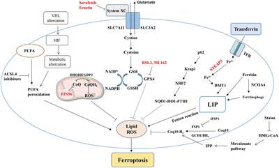 Ferroptosis-associated genes and compounds in renal cell carcinoma